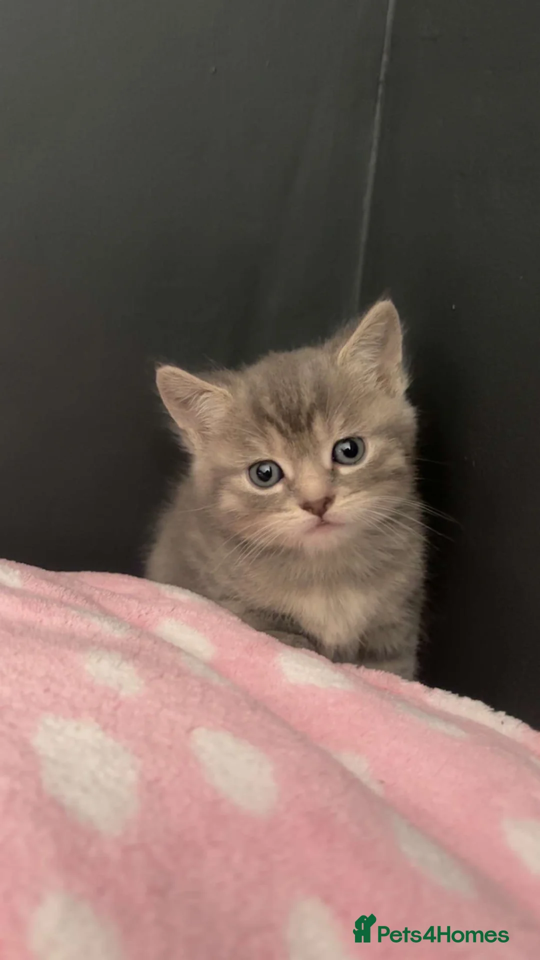 Persian cats for sale: Persian babies ready  in Horley - Advert 9