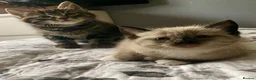 Mixed Breed cats for sale: Part ragdoll kittens - Advert 2