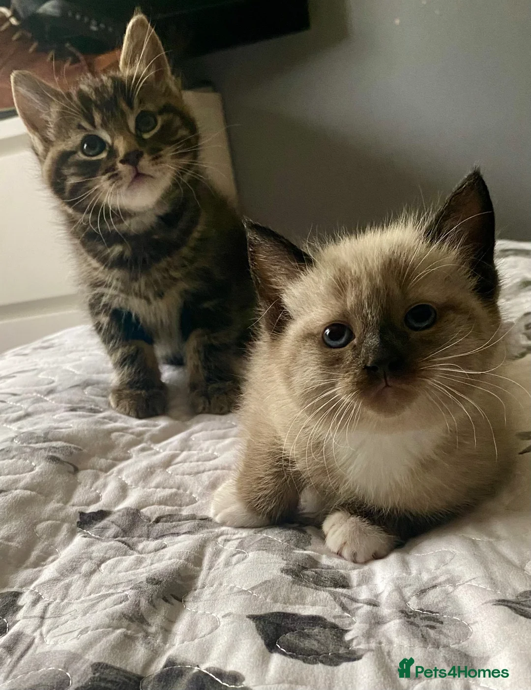Mixed Breed cats for sale: Part ragdoll kittens - Advert 2