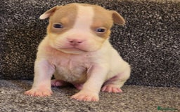 American Bully dogs for sale: Quality pocket/micro bully pups  - Advert 2