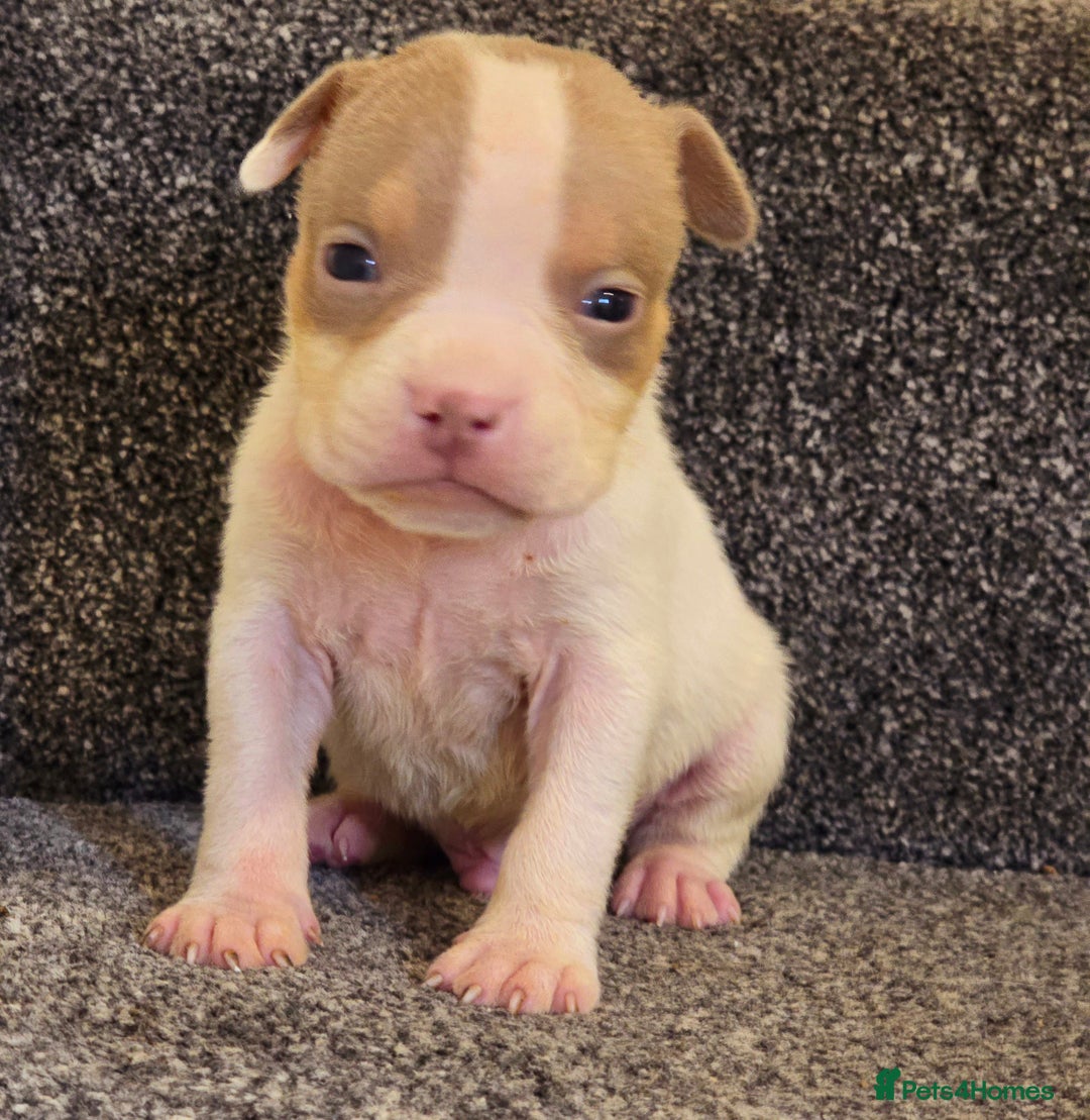 American Bully dogs for sale: Quality pocket/micro bully pups  - Advert 2