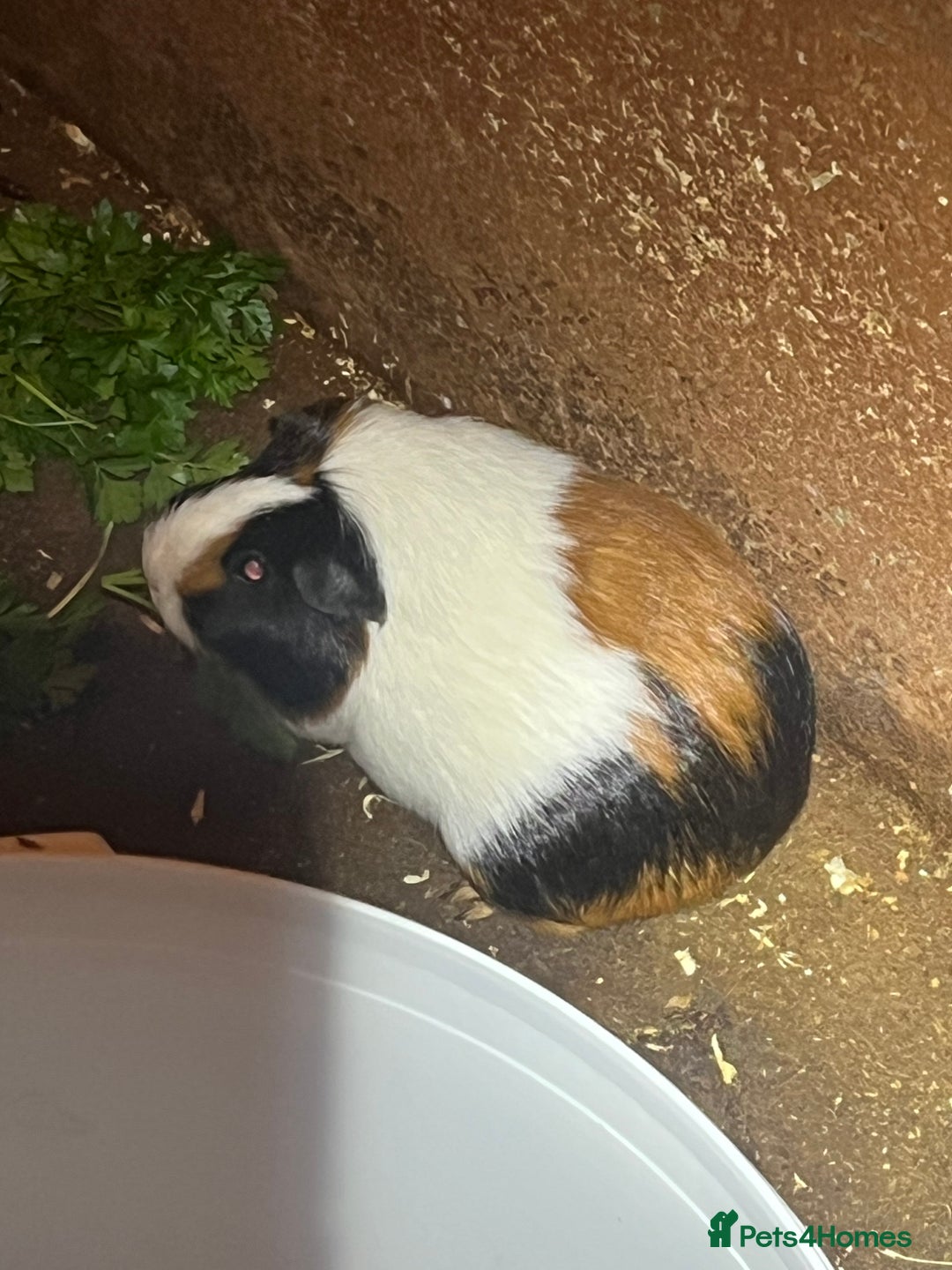 Guinea Pig rodents for sale: 2 female guinea pigs  - Image 6