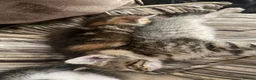 Mixed Breed cats for sale: Beautiful Kittens in Abertillery - Advert 5