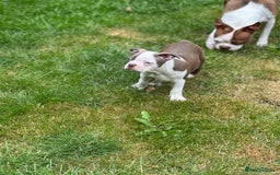 Boston Terrier dogs for sale: 2 females left !!!!!!! - Image 12