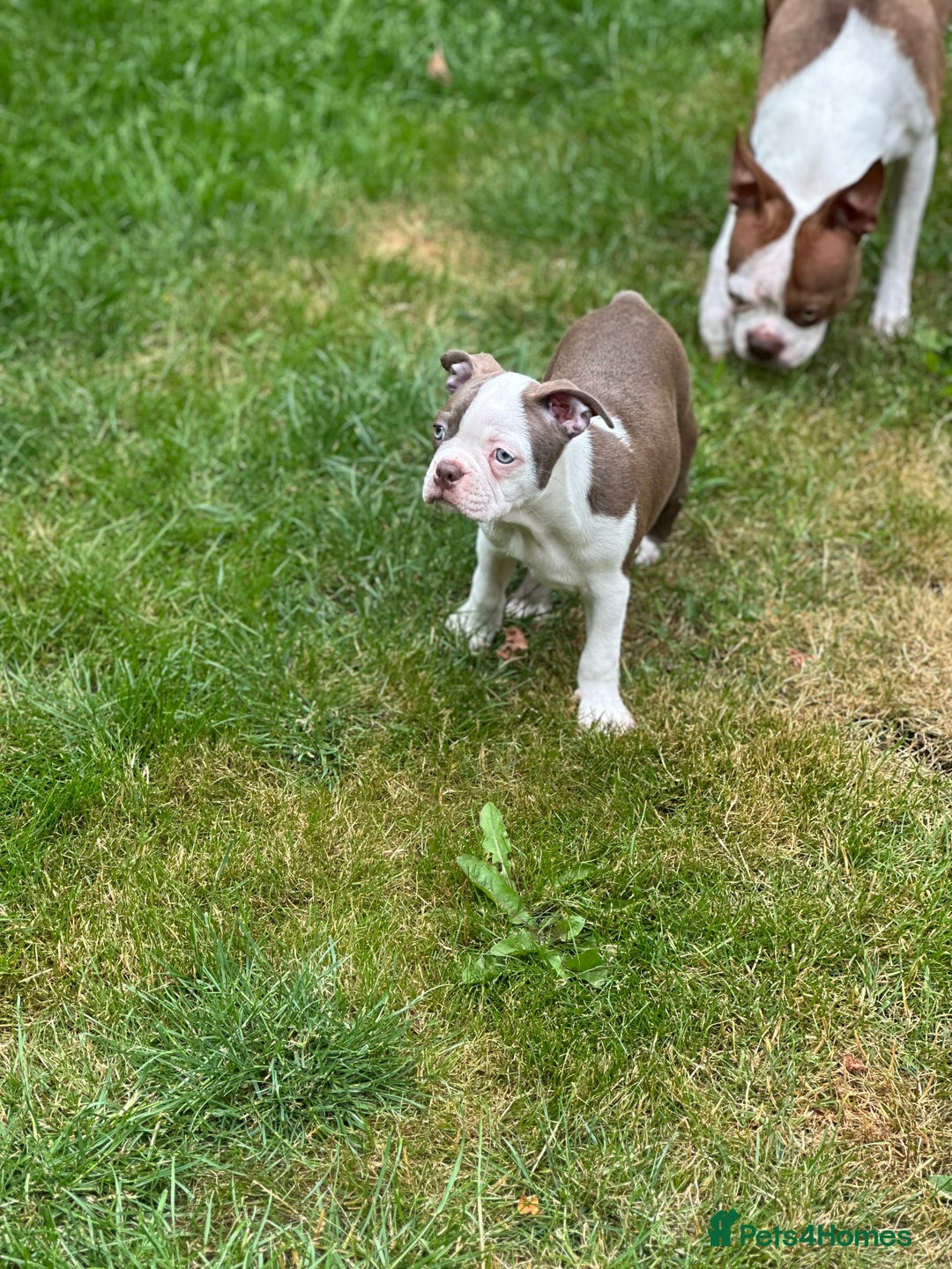 Boston Terrier dogs for sale: 2 females left !!!!!!! - Image 12