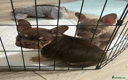 French Bulldog dogs for sale: 5* beautiful French bulldogs left ready to go 🏡 - Image 21