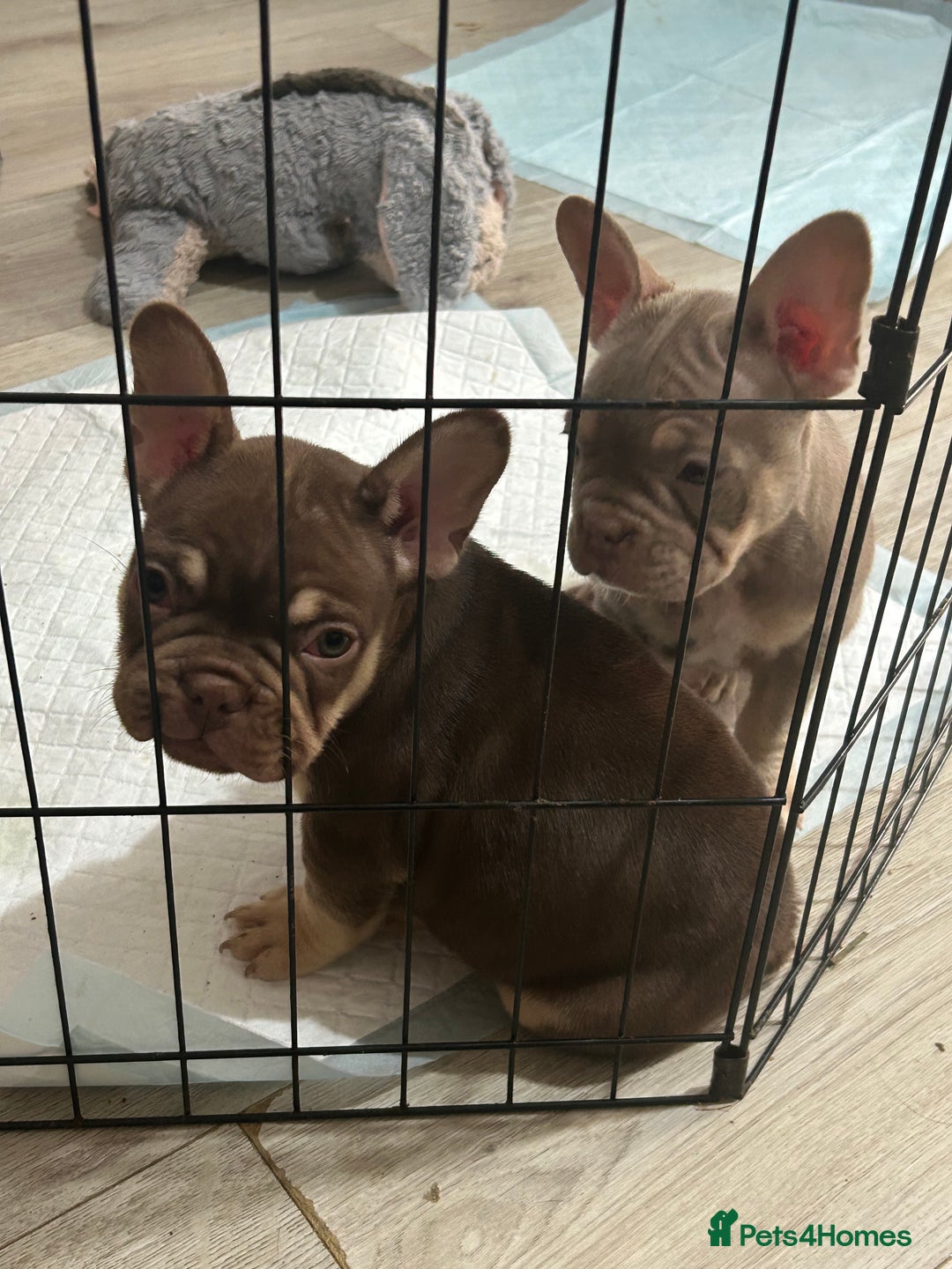 French Bulldog dogs for sale: 5* beautiful French bulldogs left ready to go 🏡 - Image 21