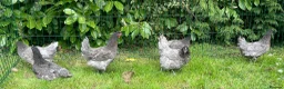 Chickens poultry for sale: Chickens Point of lay hens - Advert 11