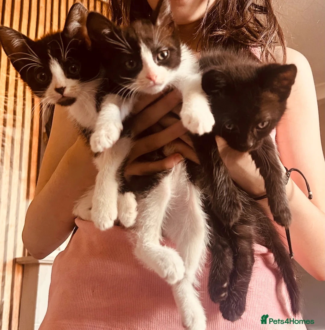 Mixed Breed cats for sale:  2 boys /2girls (Kittens) - Advert 2