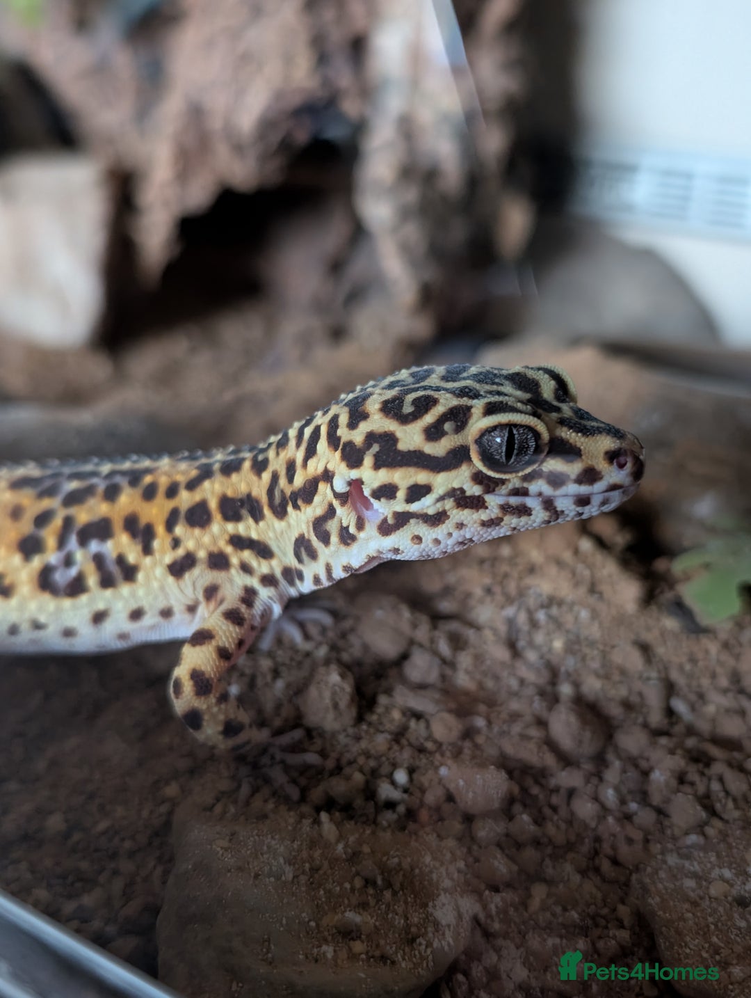 Leopard Gecko reptiles for sale: Leopard gecko female (6 years old) and set up  - Image 3