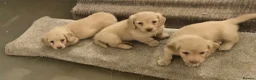 Miniature Dachshund dogs for sale: Miniature Longhaired cream dachshund  puppies - Advert 7