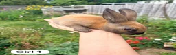 Rex rabbits for sale: Mini Rex Swansea  - Advert 7