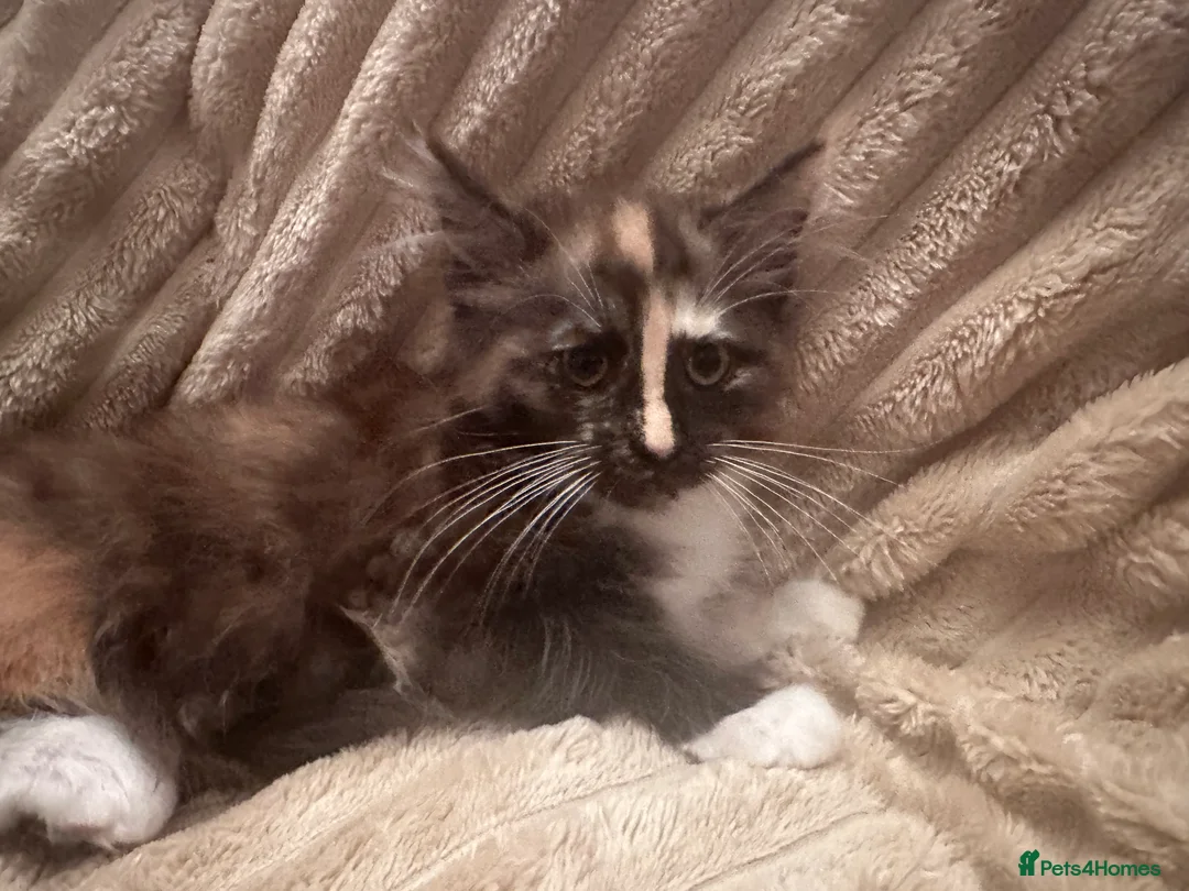 Maine Coon cats for sale: Tica Registered  Maine Coon Girl - Advert 16