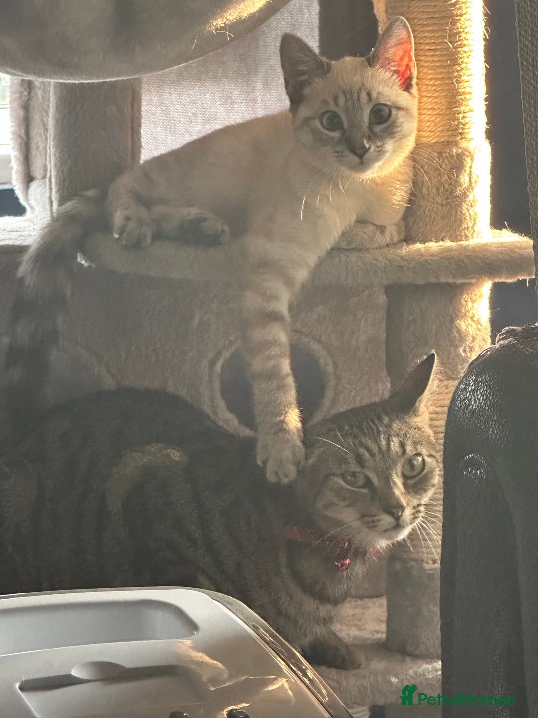 Siamese cats for sale: Beautiful Siamese Looking for a Loving Home  - Advert 5