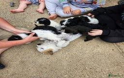 Jackapoo dogs for sale: Jackapoo puppies x7 - Image 2