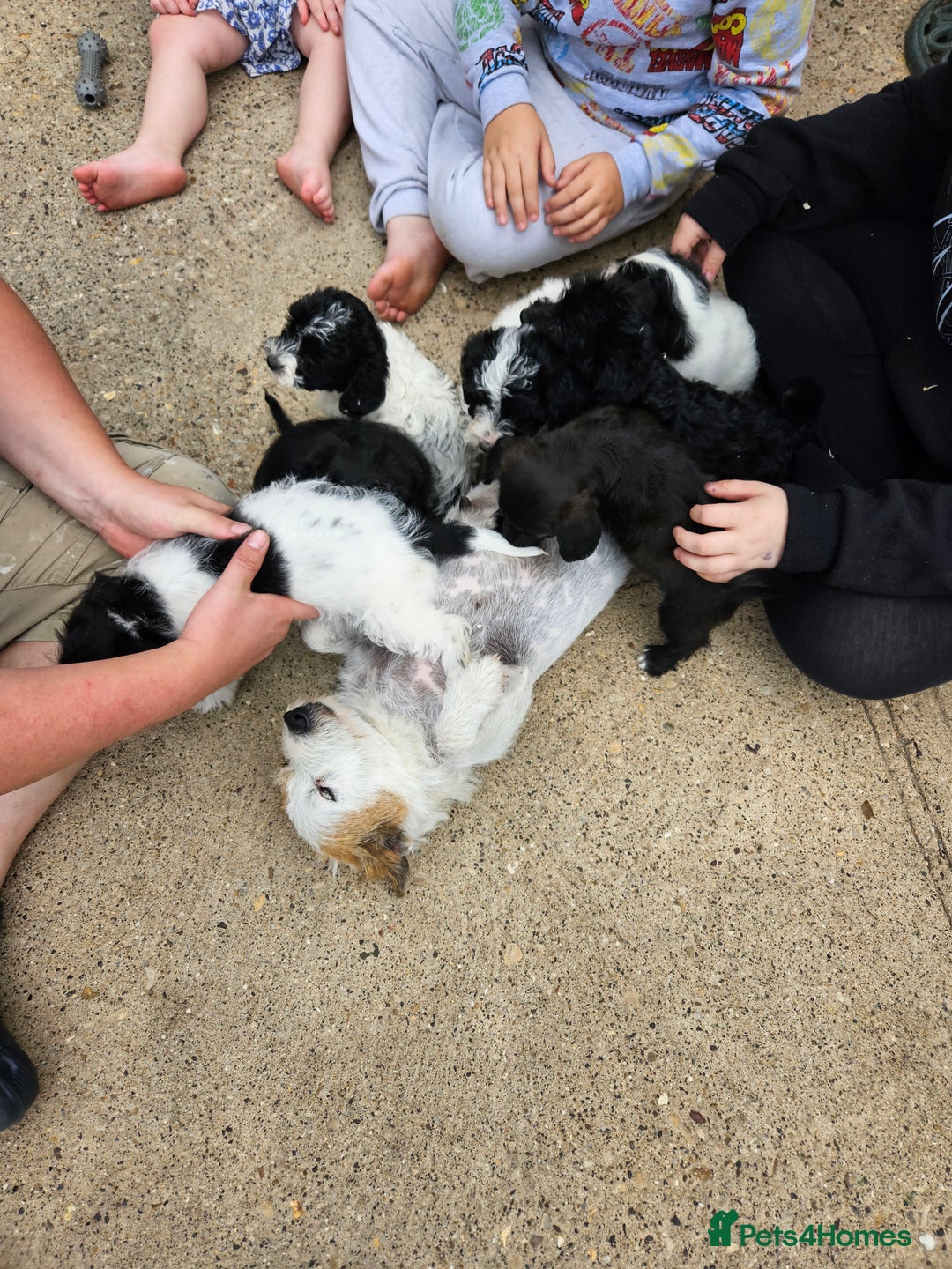 Jackapoo dogs for sale: Jackapoo puppies x7 - Image 2