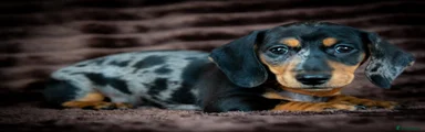 Miniature Dachshund 2