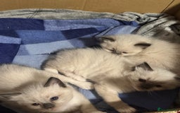 Ragdoll cats for sale: Adorable Ragdoll kittens - Image 4
