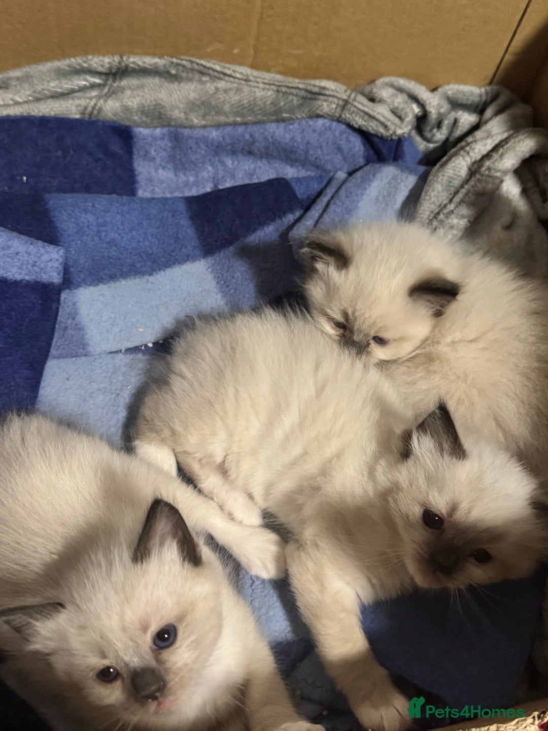 Ragdoll cats for sale: Adorable Ragdoll kittens - Image 4