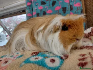 Guinea Pig rodents Young Adult Retired Coronet Sow RTR - Advert 10