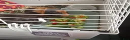 Guinea Pig rodents for sale: Beautiful baby brother guinea pigs  in Dartford - Advert 8