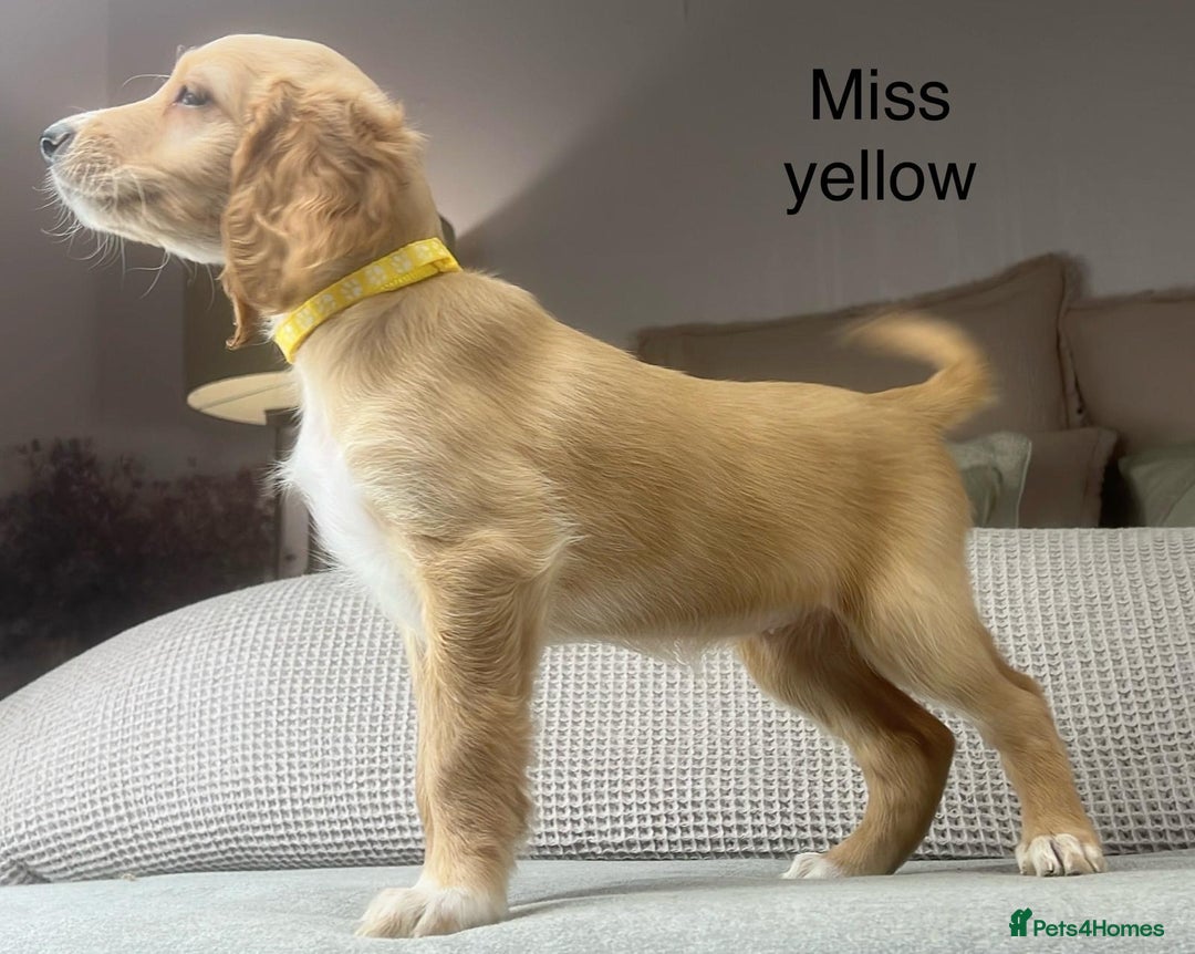 Irish Doodle dogs for sale: The perfect Doodle - Advert 24