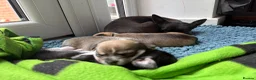 Mixed Breed dogs for sale: Chihuahua cross patterdale terrier puppies in Huntingdon - Advert 1
