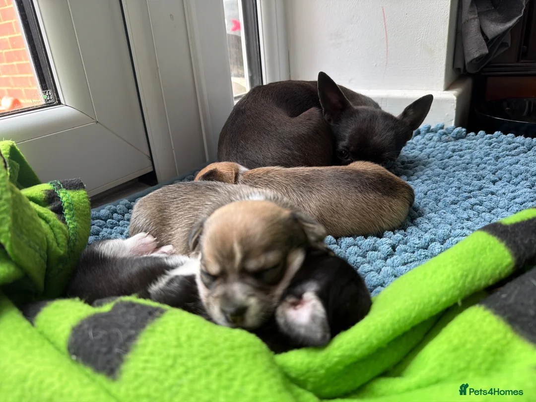 Mixed Breed dogs for sale: Chihuahua cross patterdale terrier puppies in Huntingdon - Advert 1