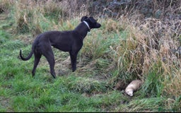 Lurcher dogs for sale: Working Lurcher  - Advert 9