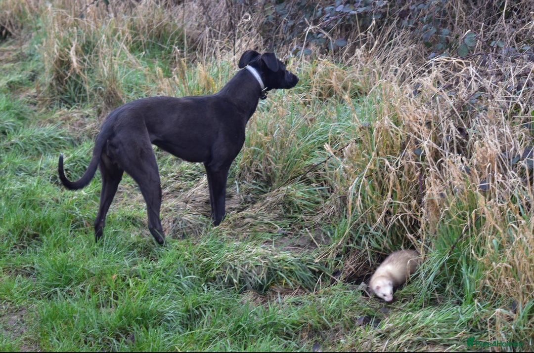 Lurcher dogs for sale: Working Lurcher  - Advert 9
