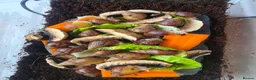 Snails invertebrates for sale: African land snail babies  in Bournemouth - Advert 1