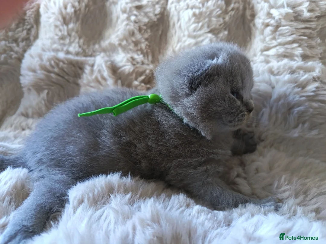 British Shorthair cats for sale: Gccf registered blue BSH kittens - Advert 39