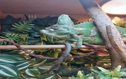 Chameleon reptiles for sale: Yemen Chameleon  - Image 3