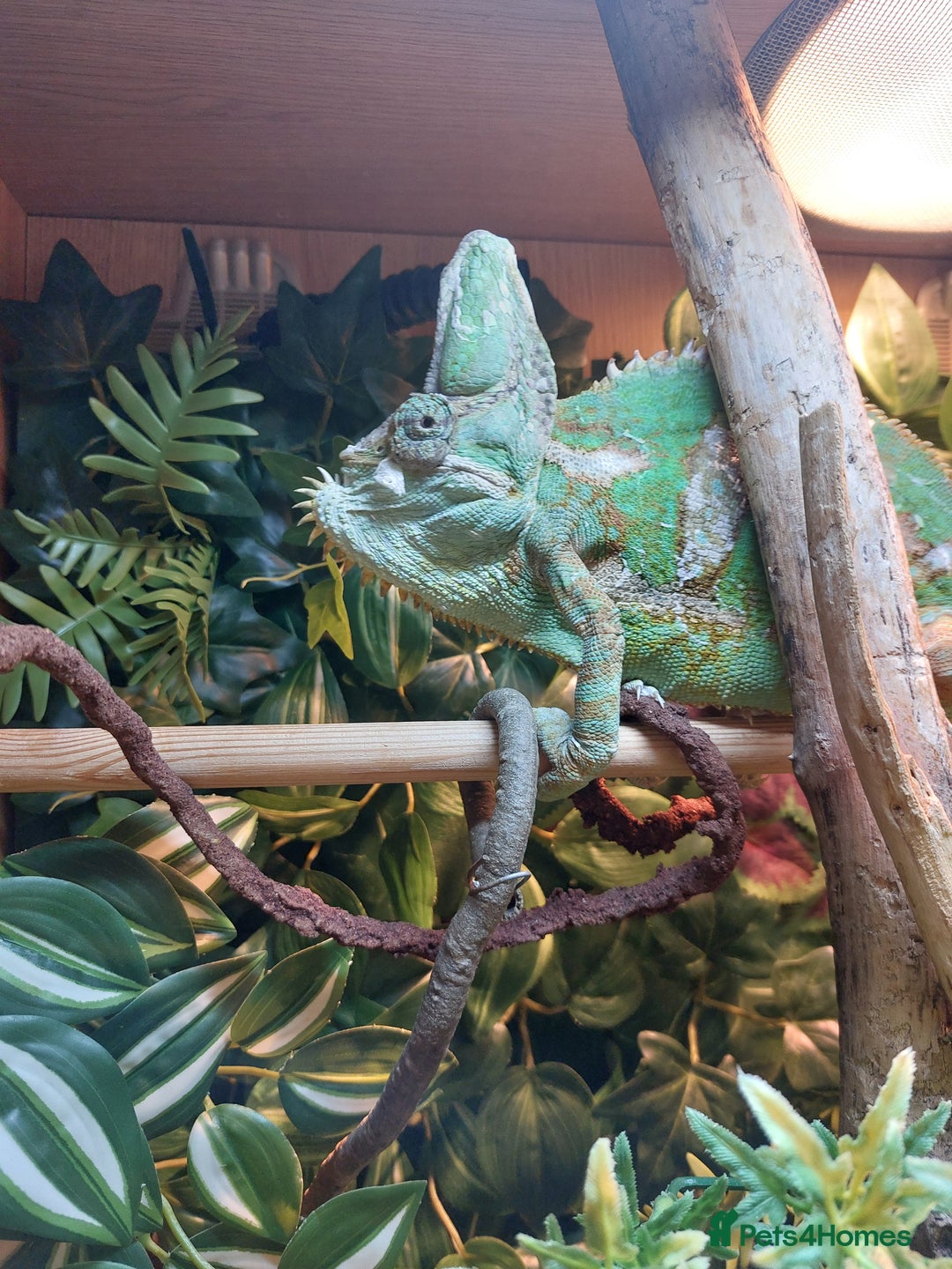Chameleon reptiles for sale: Yemen Chameleon  - Image 3