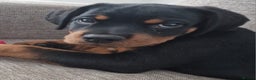 Rottweiler dogs for sale: Quality KC Rottweilers - Advert 15