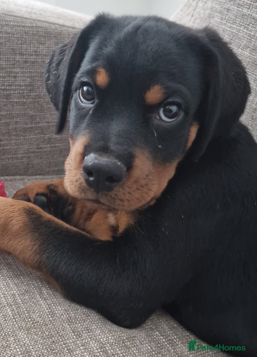 Rottweiler dogs for sale: Quality KC Rottweilers - Advert 15