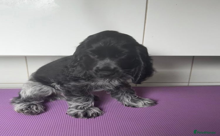 Cocker Spaniel dogs - Advert 3