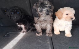 Sproodle dogs for sale: Gorgeous f1b sproodle pups, dna tests. - Image 20