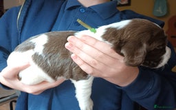 English Springer Spaniel dogs for sale: KC registered English Springer Spaniels - Image 7