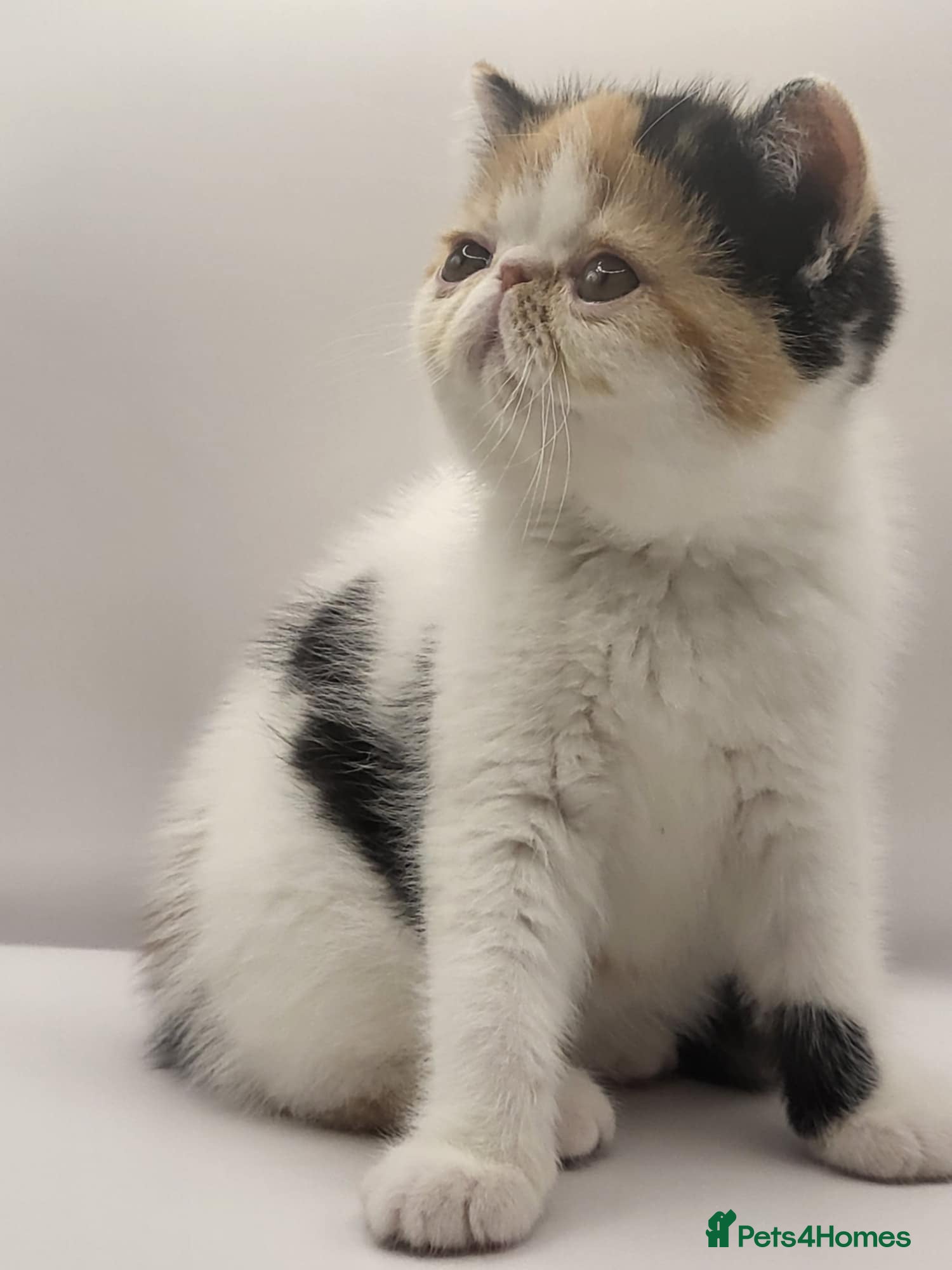 Exotic cats Exotic kittens  - Advert 3