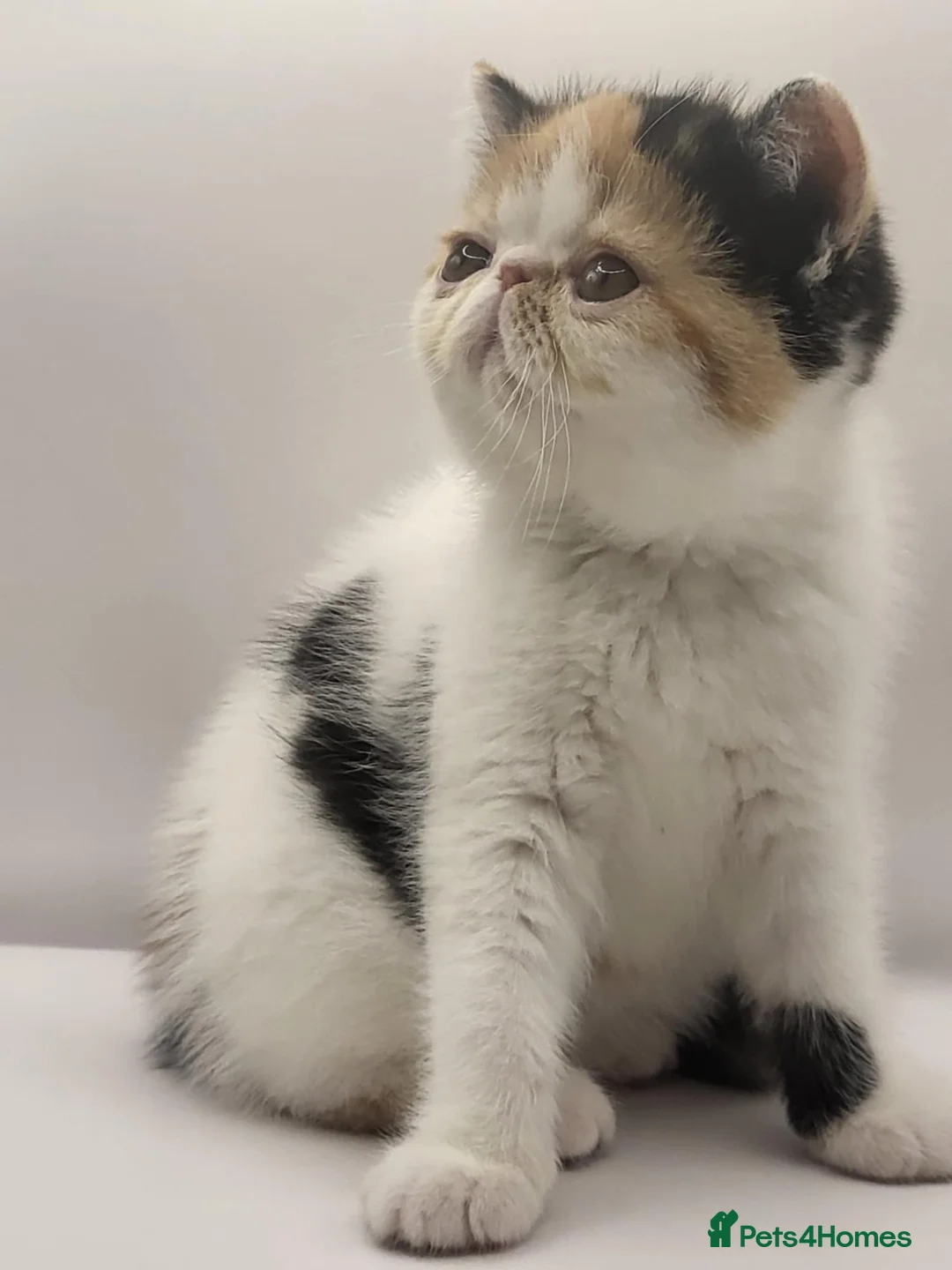 Exotic cats for sale: Exotic kittens  - Advert 2