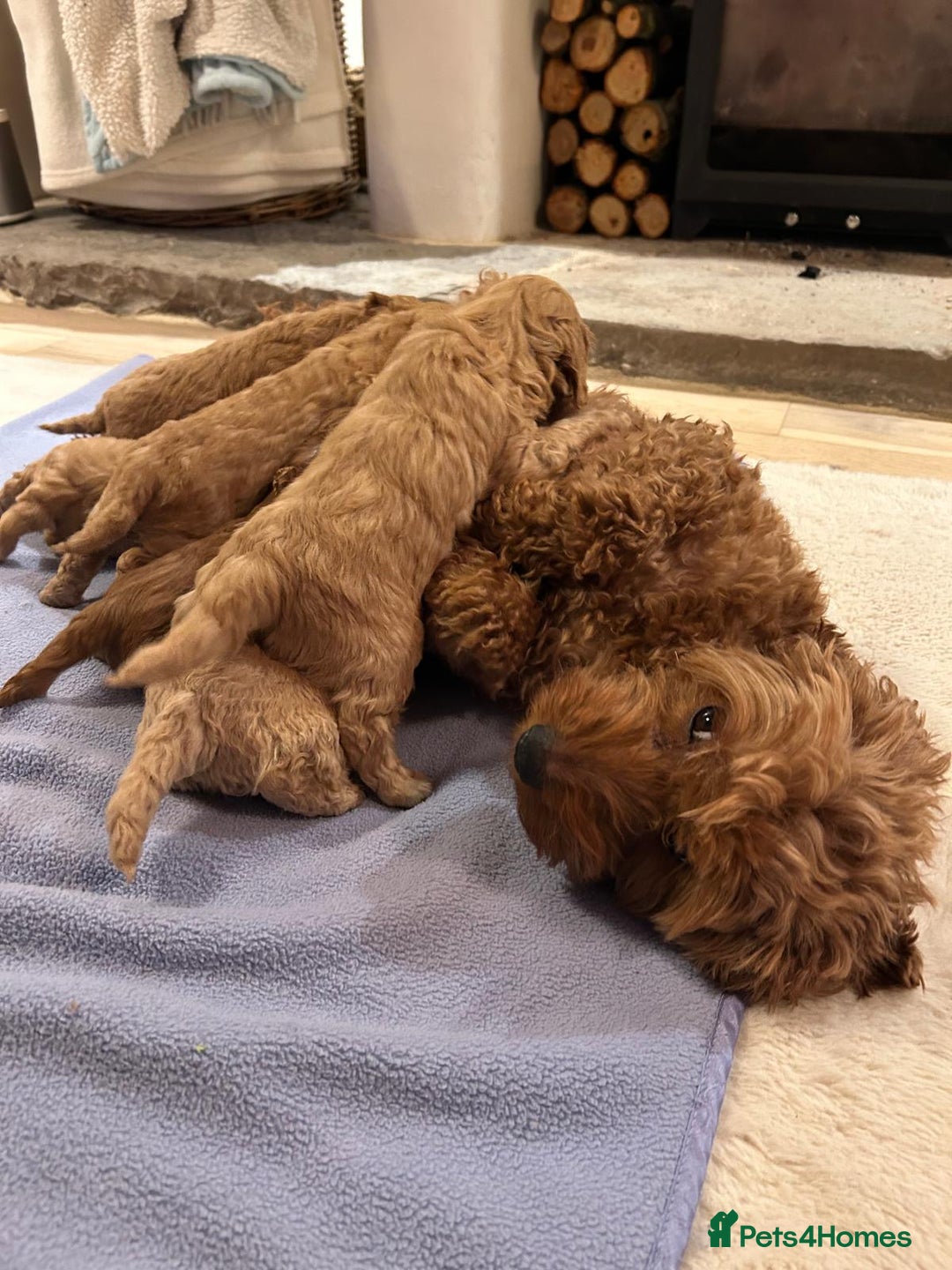 Cockapoo dogs for sale: Amazing miniature F1b cockapoo  - Advert 14