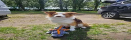 Border Collie dogs for stud: Stunning Blue Eyed Red Merle BorderCollie for Stud - Advert 18