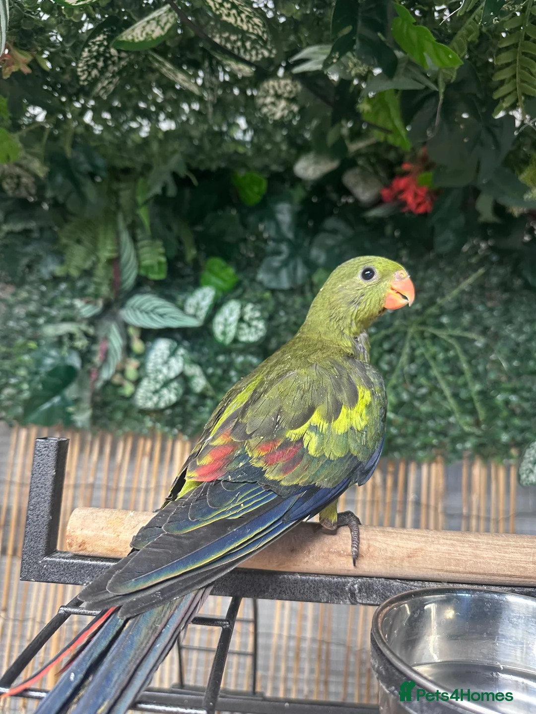 Parrots birds for sale: Hand reared Rock pebblers - Advert 3