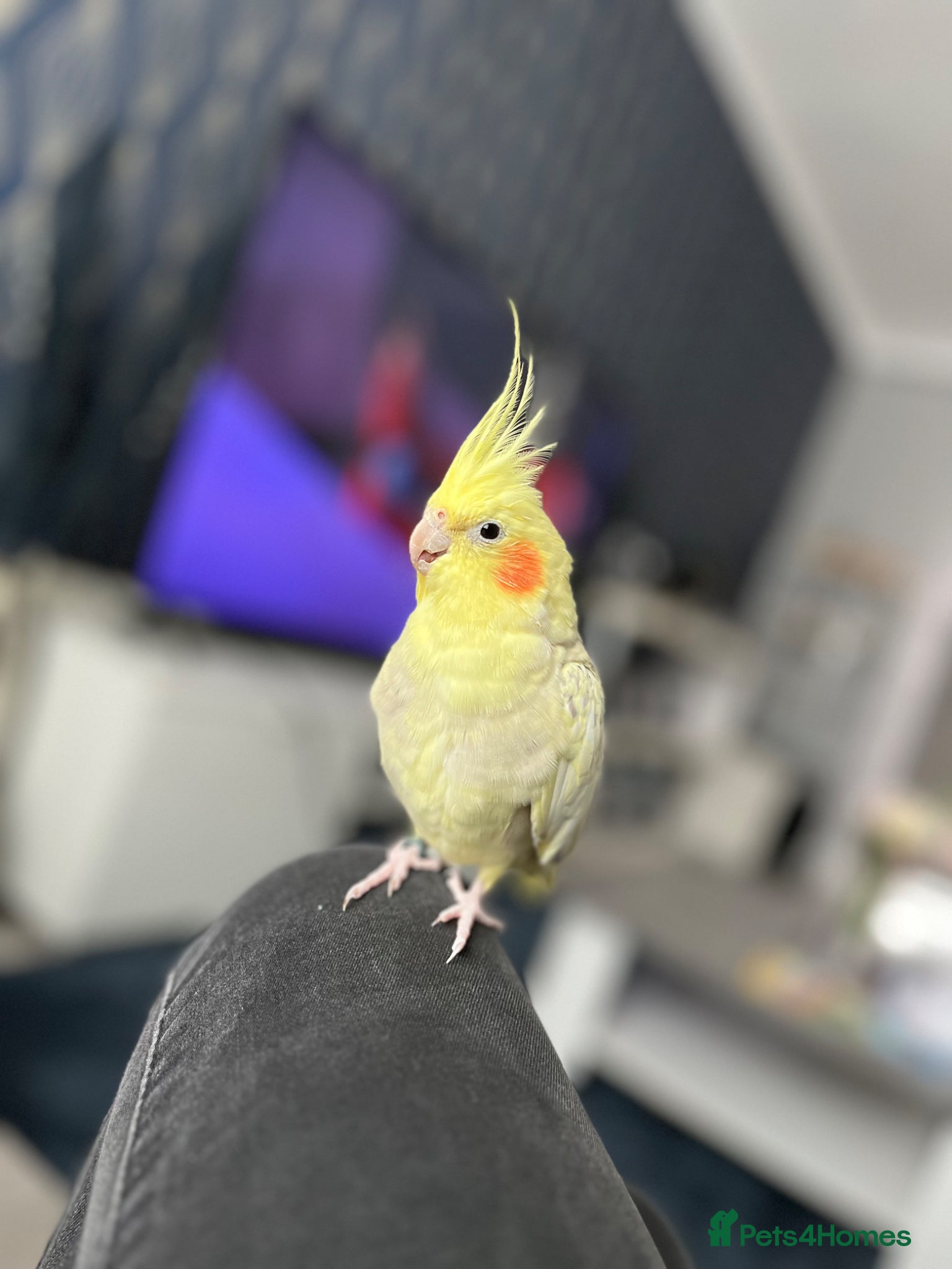 Cockatiels birds Female cockatiel  - Advert 11