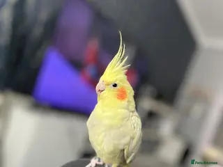 Cockatiels birds Female cockatiel - Advert 1