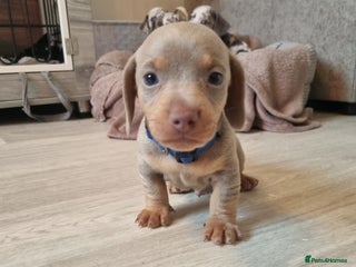 Dachshund dogs 8 Smooth Haired miniature dachshund pups - Advert 17