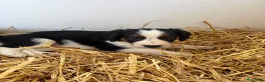 Border Collie boy 1