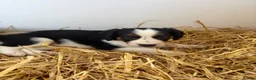 Border Collie dogs for sale: Beautiful Border Collie Pups - Advert 16