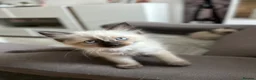 Ragdoll cats for sale: 😽 4 Beautiful Ragdoll Kittens 😽 - Advert 13